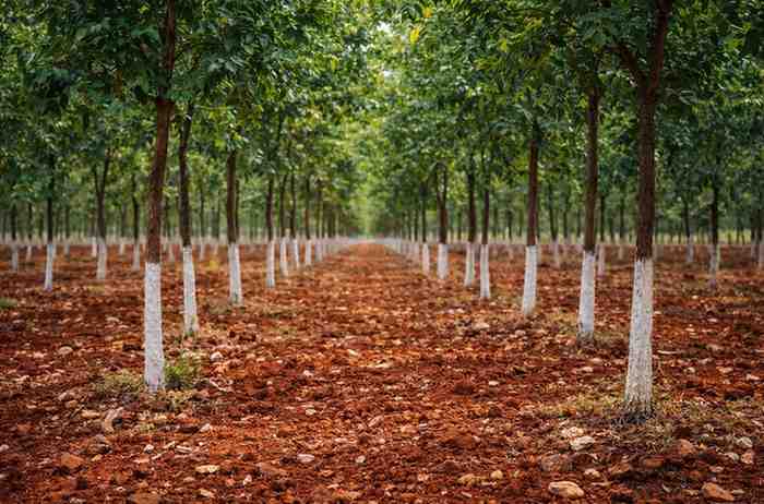 redsandalfarmlandsprice